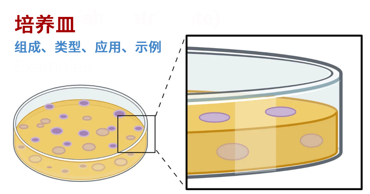 培養(yǎng)皿：定義、部件、類型、用途、4 個(gè)示例